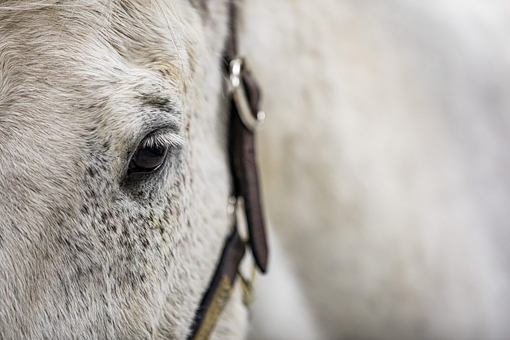 Emergency clearance equine vet